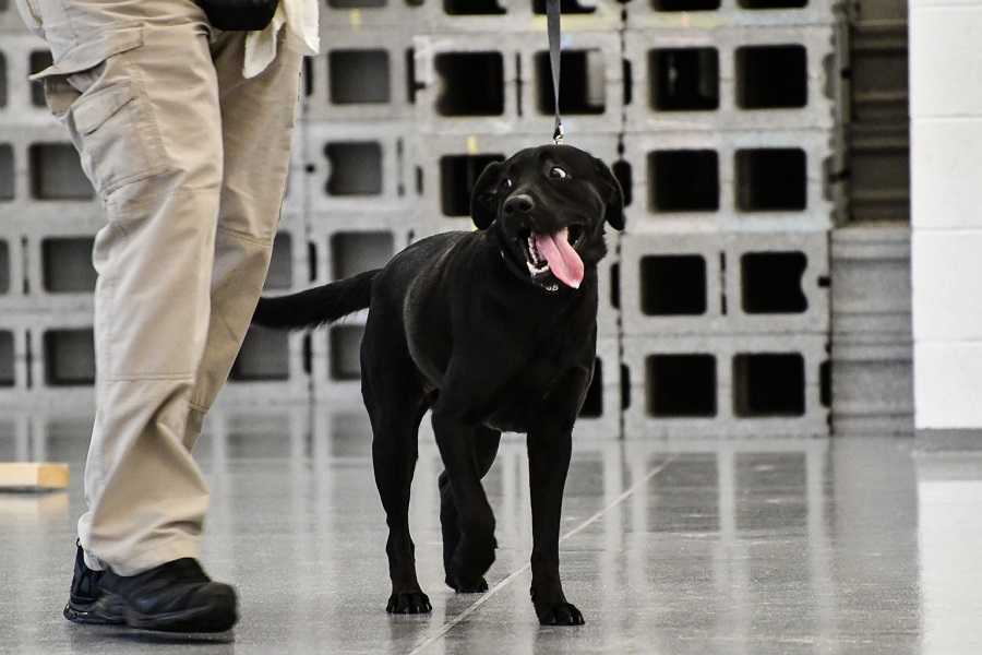 CIA K9 Indigo showing off her silly side during training.